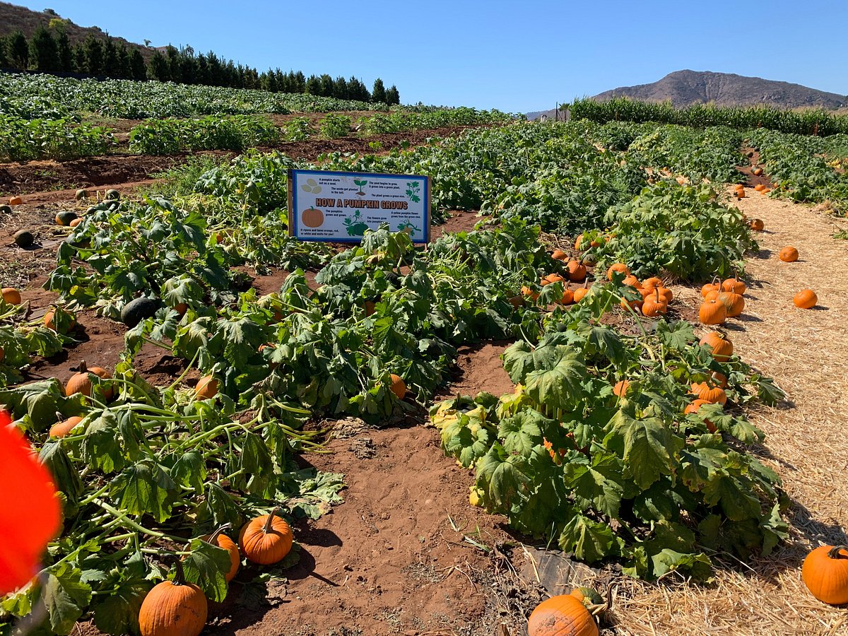 Marching Maids Escondido House Cleaning Services